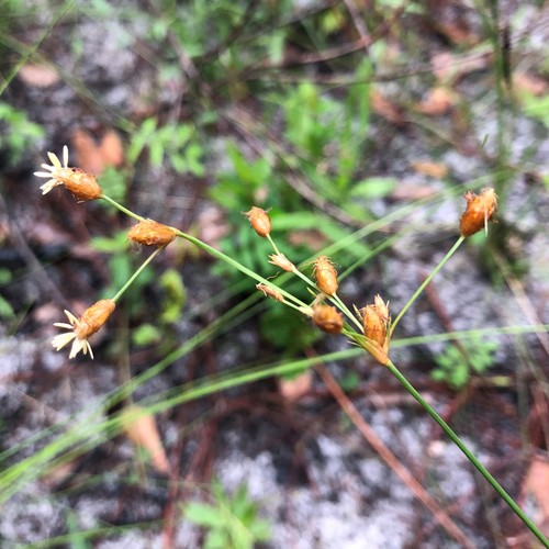 Fimbristylis caroliniana image
