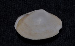 Mactrotoma antecedens