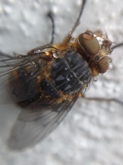 Calliphora varifrons