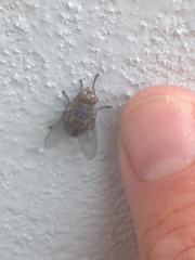 Calliphora varifrons