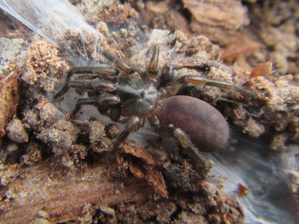 Stanwellia inornata
