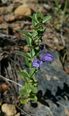 Scutellaria antirrhinoides
