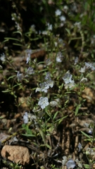 Phacelia pringlei