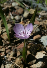 Calochortus nudus