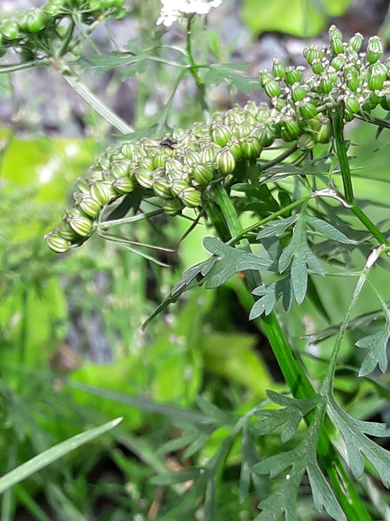 fool-s-parsley-from-dudley-uk-on-august-30-2020-at-11-43-am-by