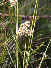 Lysinema pentapetalum