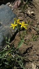 Crepis pleurocarpa