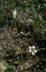 Silene grayi