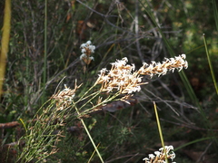 Lysinema pentapetalum