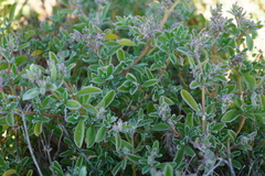 Aizoon sarcophyllum