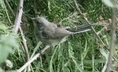 Curruca melanocephala