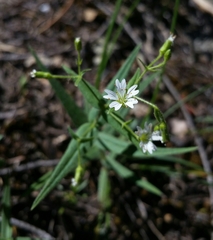 Pseudostellaria jamesiana
