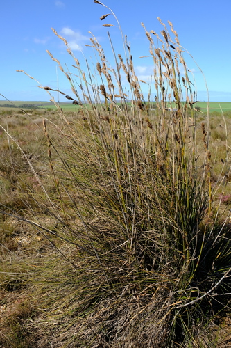 Tetraria bromoides (Lam.) H.Pfeiff.