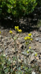 Eriogonum congdonii