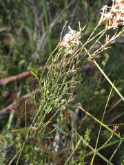 Lysinema pentapetalum