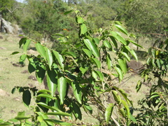 Casearia sylvestris