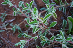 Aizoon sarcophyllum