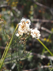 Lysinema pentapetalum