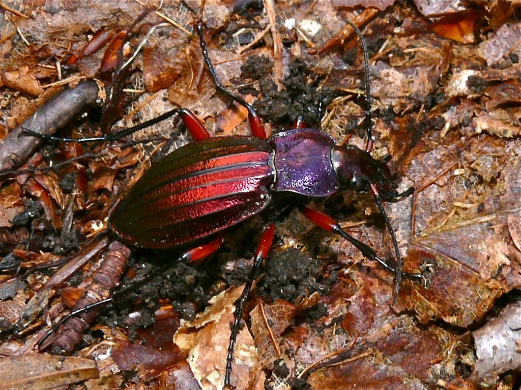Carabus auronitens festivus