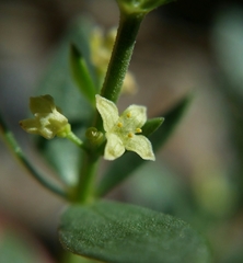 Galium serpenticum scotticum