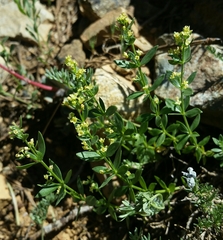 Galium serpenticum scotticum