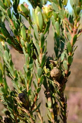 Leucadendron stelligerum