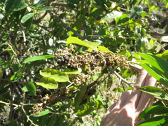 Casearia sylvestris
