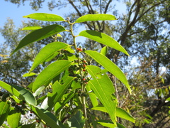 Casearia sylvestris