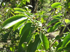 Casearia sylvestris