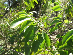 Casearia sylvestris