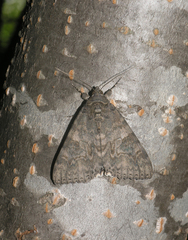 Catocala nupta