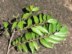 Casearia sylvestris
