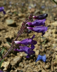 Penstemon laetus sagittatus