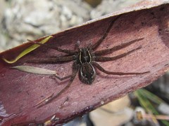 Dolomedes vicque