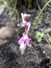 Disa obliqua