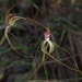 Caladenia longicauda longicauda - Photo (c) Cal Wood, some rights reserved (CC BY), uploaded by Cal Wood