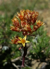 Sedum kiersteadiae