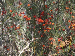 Daviesia flexuosa