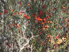 Daviesia flexuosa