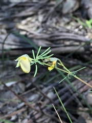 Gompholobium foliolosum