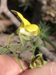 Gompholobium foliolosum