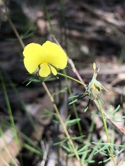 Gompholobium foliolosum