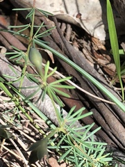 Gompholobium foliolosum