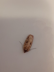 Agonopterix canadensis