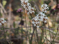 Lysinema pentapetalum
