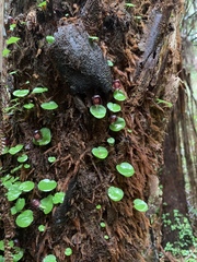 Corybas grumulus