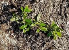 Olea europaea