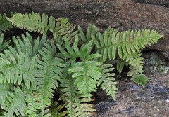 Polypodium × incognitum