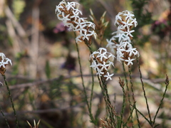 Lysinema pentapetalum