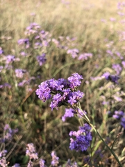 Gmelina (Gmelina)